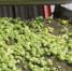 Создание агробиотехнопарка в Чувашской Республике поддержала вице-премьер Правительства России Виктория Абрамченко - Порецкие вести